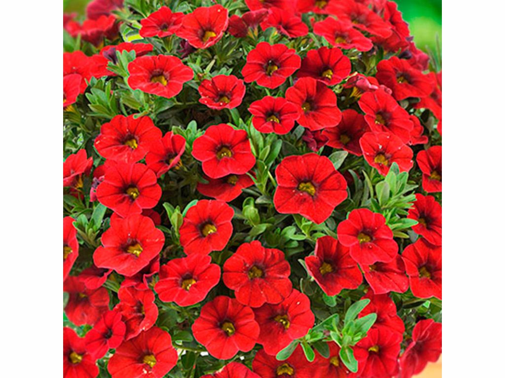 Letničky a balkónové kvety Minipetúnia Million Bells Colibri Bright Red (1)