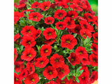 Letničky a balkónové kvety Minipetúnia Million Bells Colibri Bright Red (1)