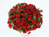 Letničky a balkónové kvety Minipetúnia Million Bells Colibri Bright Red