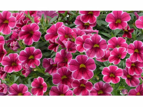 Letničky a balkónové kvety Minipetúnia Million Bells Colibri Cherry Lace