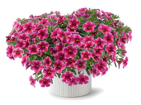 Letničky a balkónové kvety Minipetúnia Million Bells Colibri Cherry Lace(1)