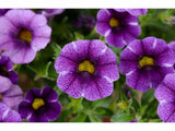 Letničky a balkónové kvety Minipetúnia Million Bells Colibri Purple Lace(1)