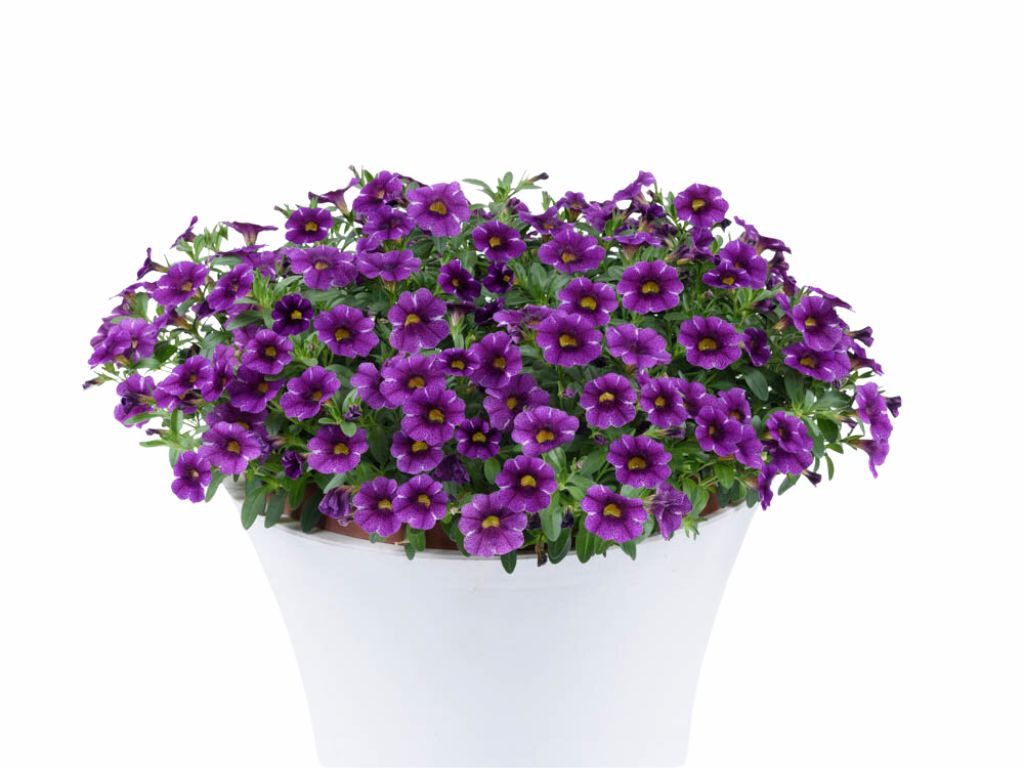 Letničky a balkónové kvety Minipetúnia Million Bells Colibri Purple Lace(2)