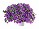 Letničky a balkónové kvety Minipetúnia Million Bells Colibri Purple Lace