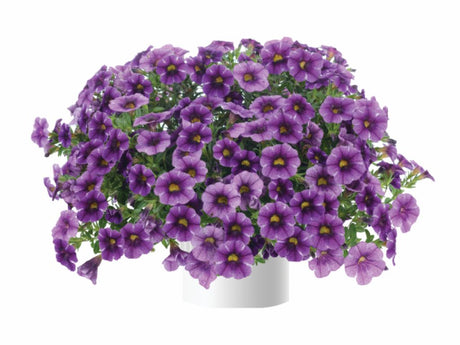 Letničky a balkónové kvety Minipetúnia Million Bells Colibri Purple Lace