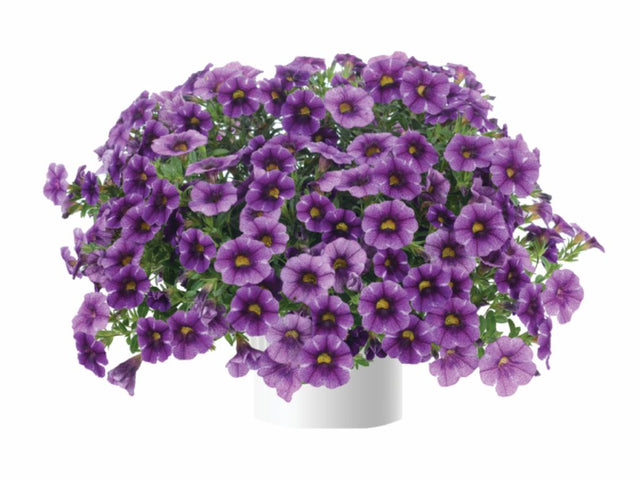 Letničky a balkónové kvety Minipetúnia Million Bells Colibri Purple Lace
