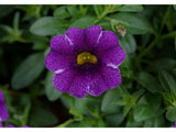 Letničky a balkónové kvety Minipetúnia Million Bells Colibri Purple Lace(3)