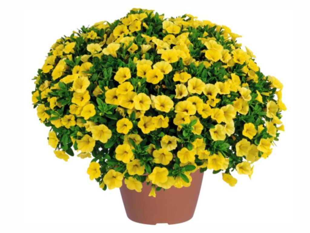 Letničky a balkónové kvety Minipetúnia 'Million Bells Colibri Yellow Canary'(2)