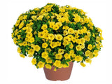 Letničky a balkónové kvety Minipetúnia 'Million Bells Colibri Yellow Canary'(2)