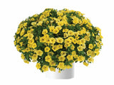 Letničky a balkónové kvety Minipetúnia 'Million Bells Colibri Yellow Canary'(1)