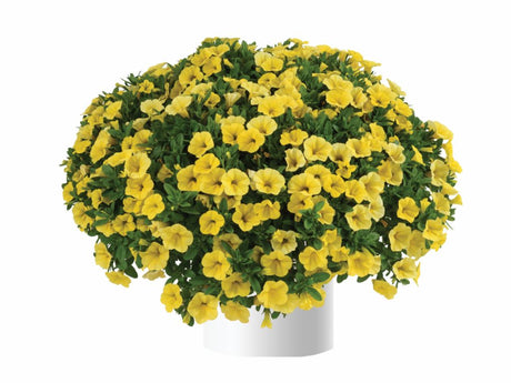 Letničky a balkónové kvety Minipetúnia 'Million Bells Colibri Yellow Canary'(1)