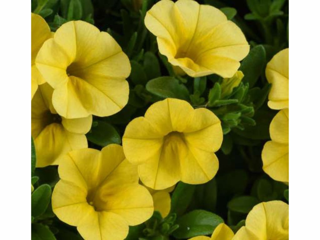 Letničky a balkónové kvety Minipetúnia 'Million Bells Colibri Yellow Canary'