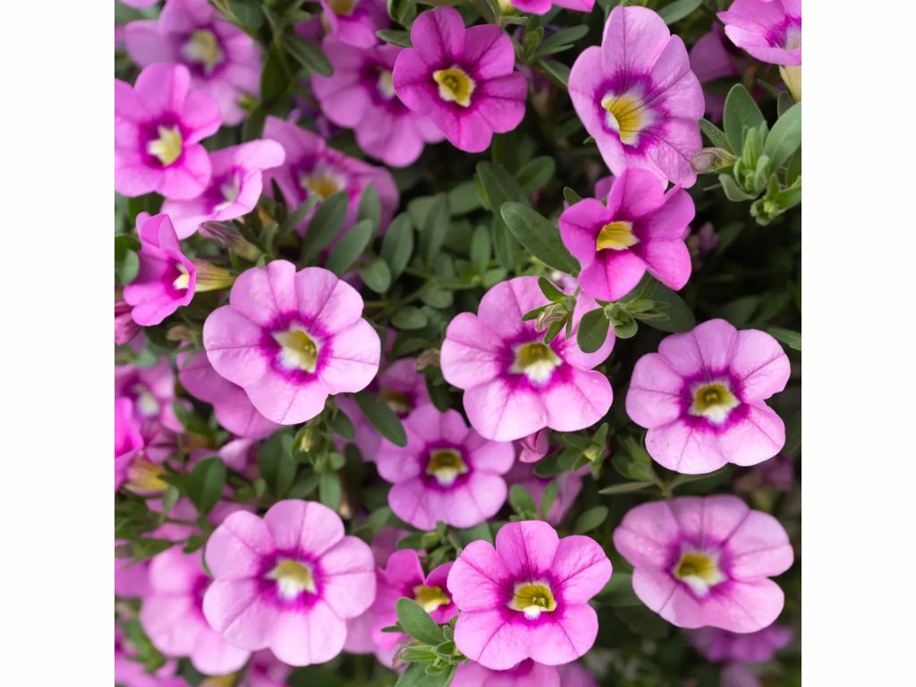 Letničky a balkónové kvety Minipetúnia Million Bells Unique Hot Pink(2)