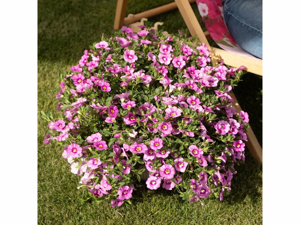 Letničky a balkónové kvety Minipetúnia Million Bells Unique Hot Pink(4)