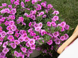 Letničky a balkónové kvety Minipetúnia Million Bells Unique Hot Pink(5)