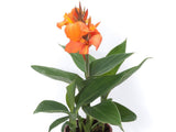 Dosna indická Orange Shades, květináč 11 cm
