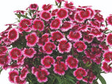 Letničky a balkónové kvety Klinček 'Summer Diamonds Little Dark Pink'(1)