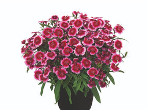 Letničky a balkónové kvety Klinček 'Summer Diamonds Little Dark Pink'