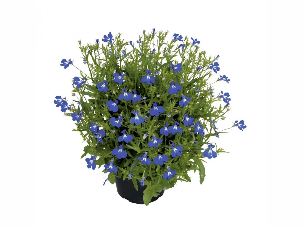 Lobelka Lobelix Blue(2)