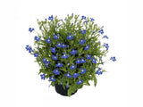 Lobelka Lobelix Blue(2)