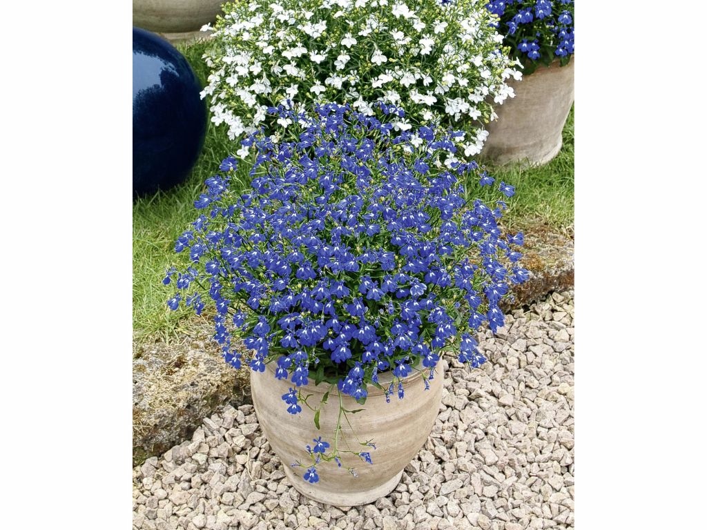 Lobelka Lobelix Blue(1)