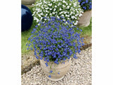 Lobelka Lobelix Blue(1)
