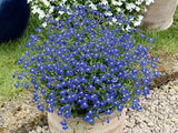 Lobelka Lobelix Blue