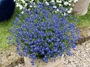 Lobelka Lobelix Blue