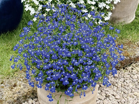 Lobelka Lobelix Blue