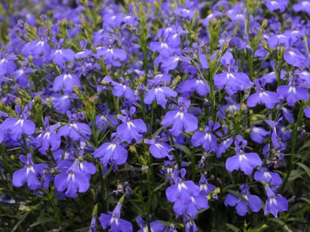 Lobelka Lobelix Blue(3)