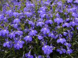 Lobelka Lobelix Blue(3)