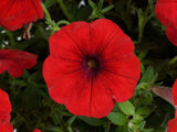 Letničky a balkónové kvety Petúnia 'Cascadias Chili Red'(1)