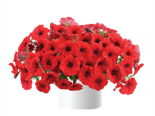 Letničky a balkónové kvety Petúnia 'Cascadias Chili Red'