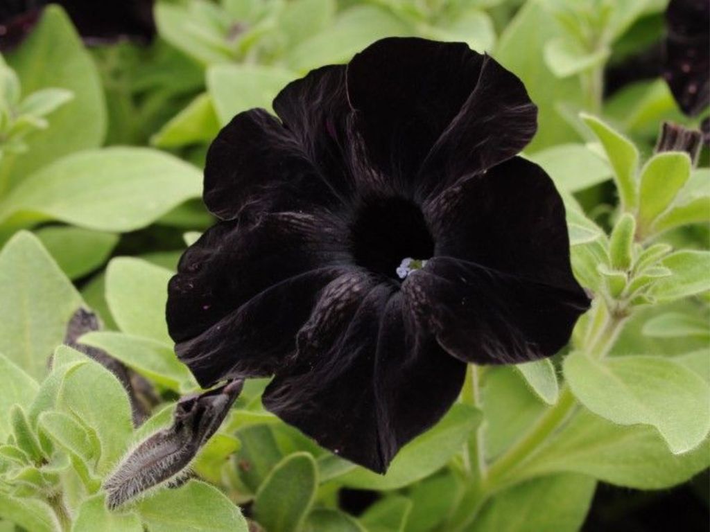 Letničky a balkónové kvety Petúnia 'Crazytunia Black Mamba'(1)