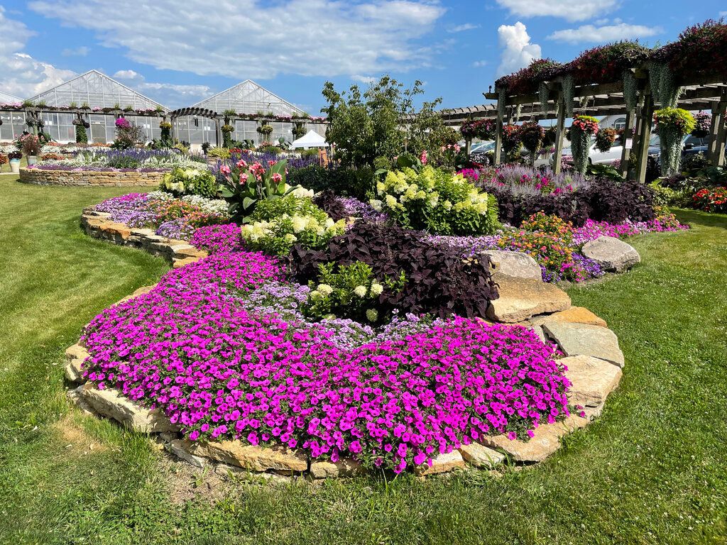 Letničky a balkónové kvety Petúnia Supertunia Vista Jazzberry(2)