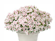 Letničky a balkónové kvety Petúnia Supertunia Vista Silverberry