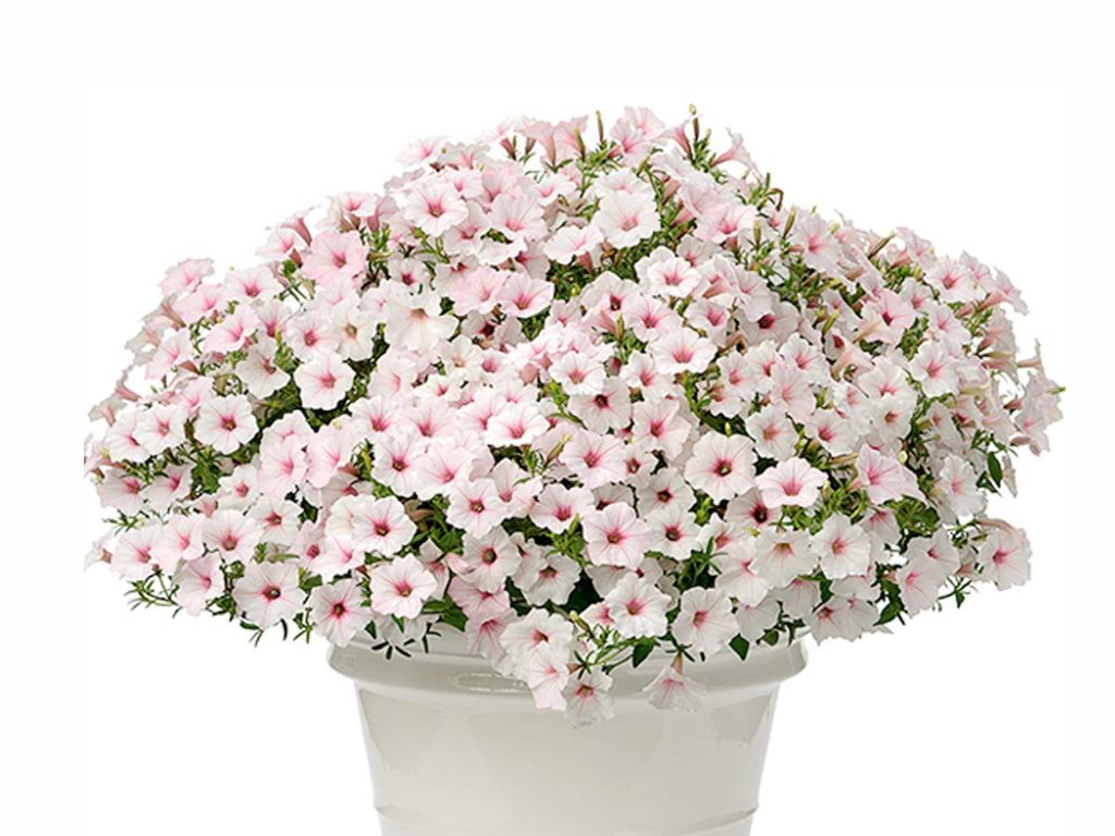 Letničky a balkónové kvety Petúnia Supertunia Vista Silverberry