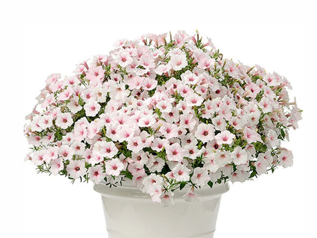 Letničky a balkónové kvety Petúnia Supertunia Vista Silverberry