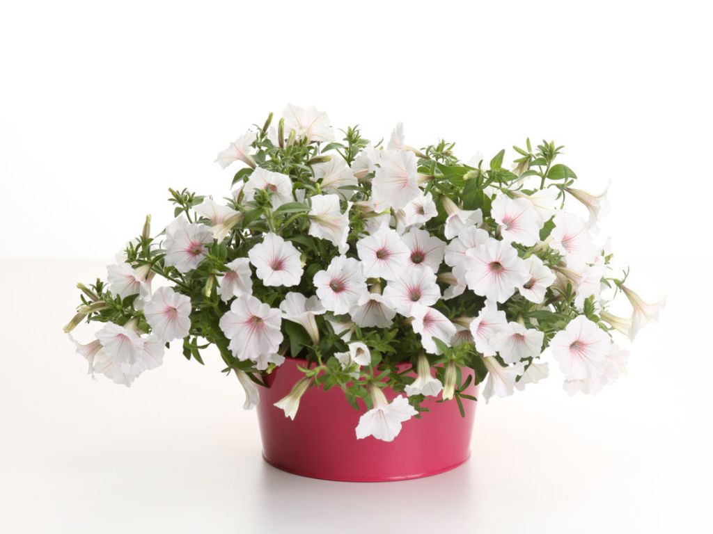 Letničky a balkónové kvety Petúnia Supertunia Vista Silverberry(4)