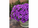 Letničky a balkónové kvety Petúnia Supertunia Vista Mini Vista Blue(3)