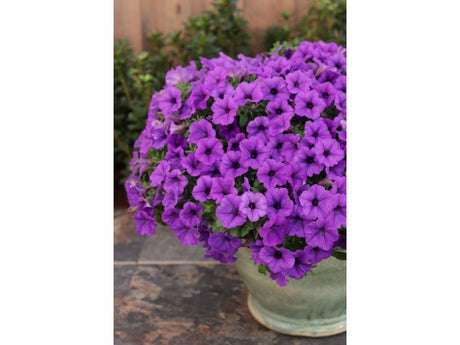 Letničky a balkónové kvety Petúnia Supertunia Vista Mini Vista Blue(3)