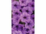 Letničky a balkónové kvety Petúnia Supertunia Vista Mini Vista Blue(2)
