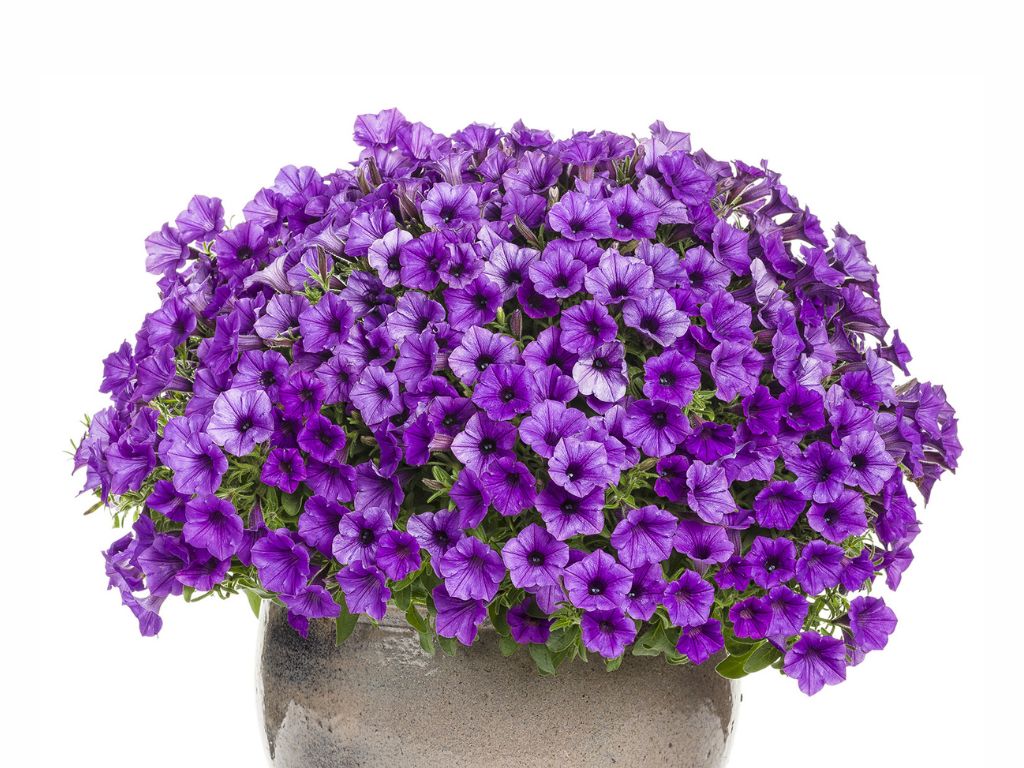 Letničky a balkónové kvety Petúnia Supertunia Vista Mini Vista Blue(1)