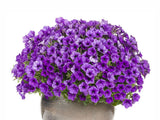 Letničky a balkónové kvety Petúnia Supertunia Vista Mini Vista Blue(1)