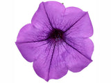 Letničky a balkónové kvety Petúnia Supertunia Vista Mini Vista Blue(4)