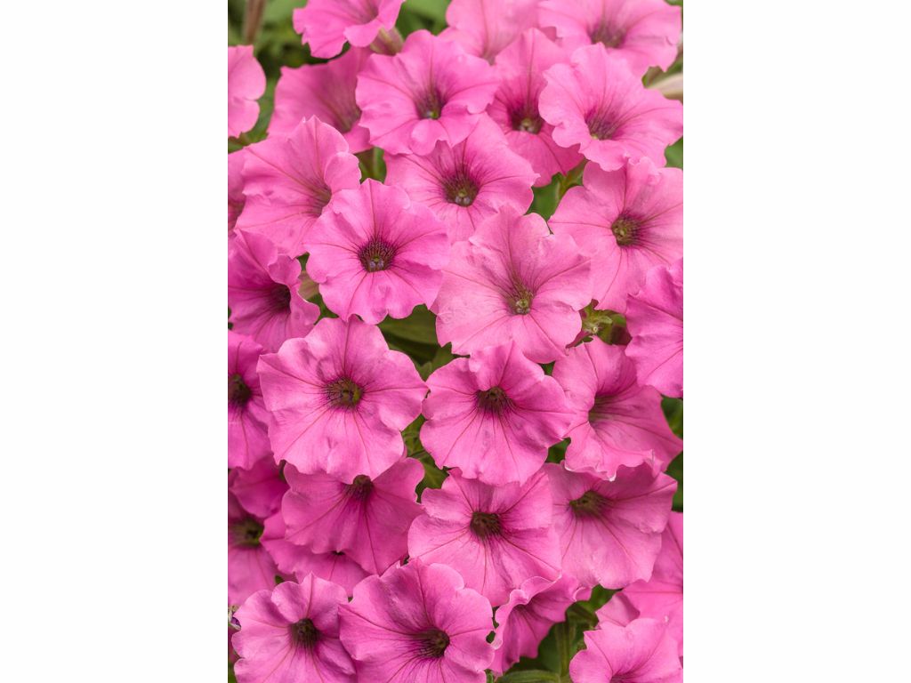 Letničky a balkónové kvety Petúnia Supertunia Vista Mini Vista Hot Pink(3)