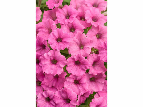 Letničky a balkónové kvety Petúnia Supertunia Vista Mini Vista Hot Pink(3)