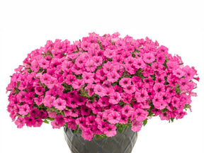 Letničky a balkónové kvety Petúnia Supertunia Vista Mini Vista Hot Pink