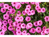 Letničky a balkónové kvety Petúnia Supertunia Vista Mini Vista Hot Pink(2)