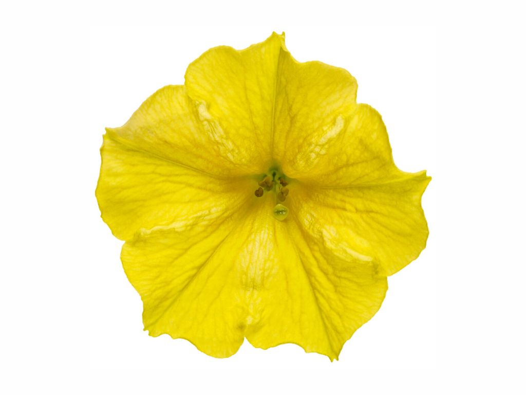 Letničky a balkónové kvety Petúnia Supertunia Vista Mini Vista Yellow(1)